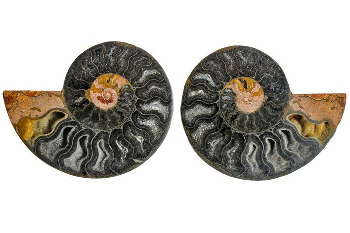 Cut/Polished Ammonite Fossil - Unusual Black Color #165477
